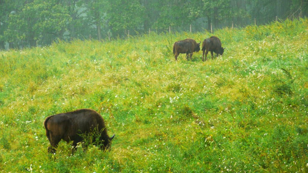 Parcul Natural Vânători - Neamț, zimbri neamț, rezervație zimbri neamț zimbri piatra neamț