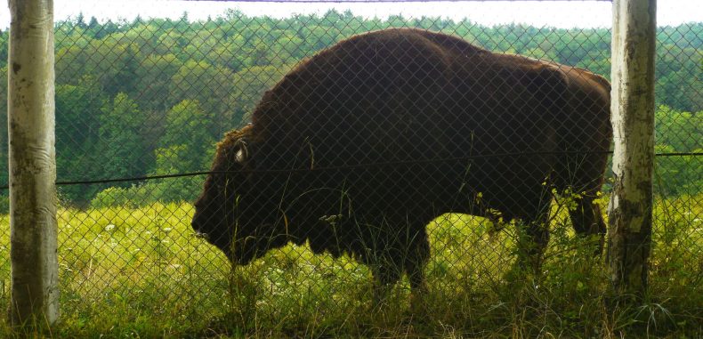 Bizonii dau năvală la zimbrii din Parcul Natural Vânători – Neamț